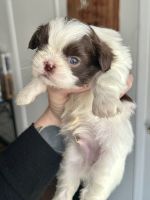 Shih Tzu Puppies for sale in Lewisville, Texas. price: $1,300