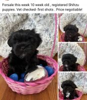 Shih Tzu Puppies for sale in Nicholasville, Kentucky. price: $1,000