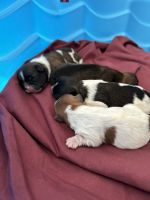 Shih Tzu Puppies for sale in San Antonio, Texas. price: $900