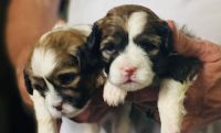 Shih Tzu Puppies for sale in Lake Ozark, MO, USA. price: $750