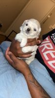 Shih Tzu Puppies for sale in Carencro, Louisiana. price: $600