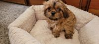 Shih Tzu Puppies for sale in Denver, CO, USA. price: $650