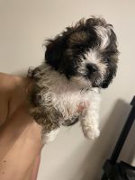 Shih Tzu Puppies for sale in Waterbury, Connecticut. price: $850