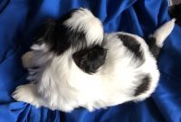 Shih Tzu Puppies for sale in Connellys Springs, North Carolina. price: $1,000