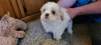 Shih Tzu Puppies for sale in Denver, CO, USA. price: $850