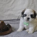 Shih Tzu Puppies for sale in Bristol, Indiana. price: $550