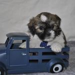 Shih Tzu Puppies for sale in Bristol, Indiana. price: $550