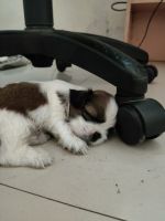 Shih Tzu Puppies for sale in Pune, Maharashtra. price: 25,000 INR