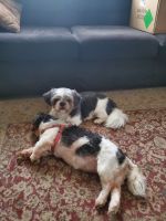 Shih Tzu Puppies for sale in Paragould, Arkansas. price: $400