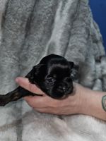 Shih Tzu Puppies for sale in Black Hawk, Colorado. price: $1,200