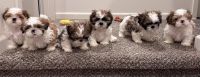 Shih Tzu Puppies for sale in Vancouver, Washington. price: NA