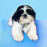Shih Tzu Puppies for sale in Lillington, NC 27546, USA. price: $600