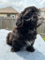 Shih Tzu Puppies for sale in Willis, Texas. price: $1,250