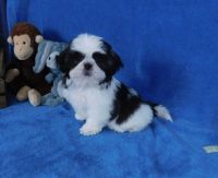 Shih Tzu Puppies for sale in Fayetteville, North Carolina. price: $850