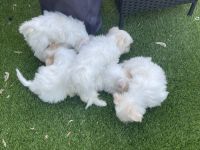 Shih Tzu Puppies for sale in Nashville, Tennessee. price: $500