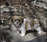 Shih Tzu Puppies for sale in Bristol, Indiana. price: $750