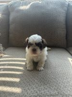Shih Tzu Puppies for sale in Pearland, Texas. price: $800