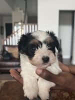 Shih Tzu Puppies for sale in Round Rock, Texas. price: $650