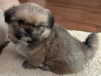 Shih Tzu Puppies for sale in Knoxville, Tennessee. price: $950