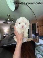 Shih Tzu Puppies for sale in Houston, Texas. price: $700