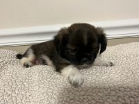 Shih Tzu Puppies for sale in Cullman, AL, USA. price: $750