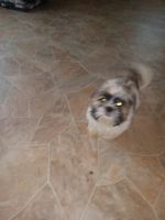 Shih Tzu Puppies for sale in Swanton, OH 43558, USA. price: $400