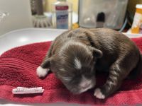 Shih Tzu Puppies for sale in Henderson, NV 89015, USA. price: NA