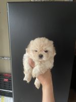Shih Tzu Puppies for sale in Houston, Texas. price: $900