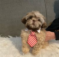 Shih Tzu Puppies for sale in Tallahassee, Florida. price: $1,200