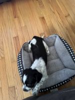 Selling my Puggle shih tzu he’s 4months old