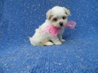 Shih Tzu Puppies for sale in La Habra Heights, CA, USA. price: $699