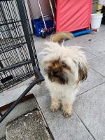 Shih Tzu Puppies for sale in Corona, CA, USA. price: $300