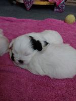 Shih Tzu Puppies for sale in Semmes, AL, USA. price: $750