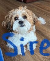 Shih Tzu Puppies for sale in Rancho Cucamonga, CA, USA. price: $700