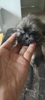 Shih Tzu Puppies for sale in Kandivali, Kandivali East, Mumbai, Maharashtra, India. price: 15,000 INR