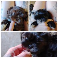 Shih Tzu Puppies for sale in Auburn, CA, USA. price: $800