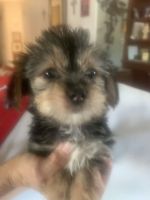 Shih Tzu Puppies for sale in Santa Clara, CA 95050, USA. price: $780