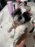 Shih Tzu Puppies for sale in Biggs, CA, USA. price: $1,000