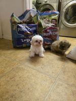 Shih Tzu Puppies for sale in Fresno, CA, USA. price: $700