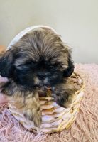 Shih Tzu Puppies for sale in Orlando, FL, USA. price: $700