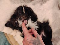 Shih Tzu Puppies for sale in Auburn, CA, USA. price: $300
