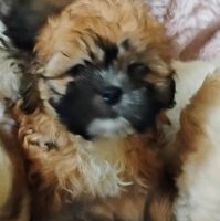 Shih Tzu Puppies for sale in Vallejo, CA, USA. price: $700