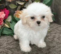 Shih Tzu Puppies for sale in Los Angeles, CA 90014, USA. price: NA