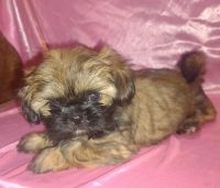 Shih Tzu Puppies for sale in 3811 Alexander Rd, Quinton, AL 35130, USA. price: $700