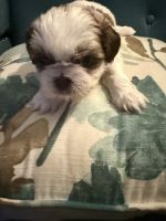 Shih Tzu Puppies for sale in West Columbia, SC, USA. price: $700