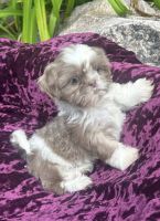 Shih Tzu Puppies for sale in Alsip, IL, USA. price: $900