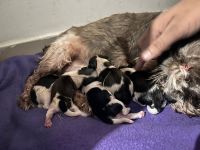 Shih Tzu Puppies for sale in Hongasandra, Bengaluru, Karnataka, India. price: 21,000 INR