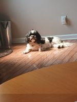 Shih Tzu Puppies for sale in Simpsonville, SC, USA. price: $1,000