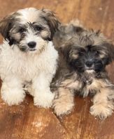 Shih Tzu Puppies for sale in Brooklyn, NY, USA. price: $1,900