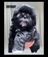 Shih Tzu Puppies for sale in Sacramento, CA, USA. price: $2,700